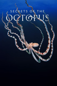 Secrets of the Octopus – Season 1 Episode 3 (2024)